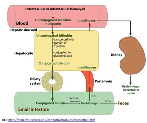 Bilirubin Physiology | How to memorize things, Clinical chemistry, Medical laboratory science