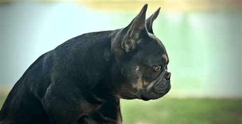 Colorado Blue Tri French Bulldog Puppies For Sale