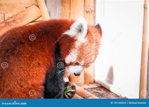 Red Panda Eating on a Sunny Day at the John Ball Zoo Stock Photo - Image of exploration, sunny ...