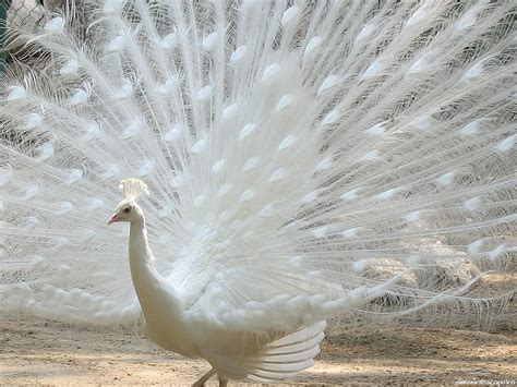 World's Most Beautiful Bird......Peacock! - XciteFun.net