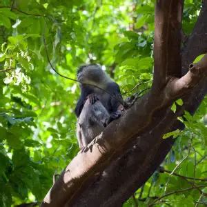 Blue Monkey - Facts, Diet, Habitat & Pictures on Animalia.bio