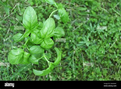 Green basil plant outdoors Stock Photo - Alamy