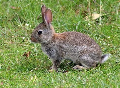 Rabbits: Habits, Diet & Other Facts | Live Science