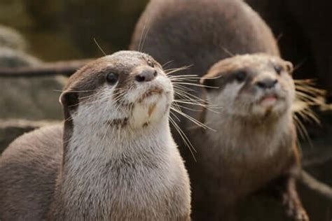 The Characteristics, Behavior, and Habitat of the Otter - My Animals