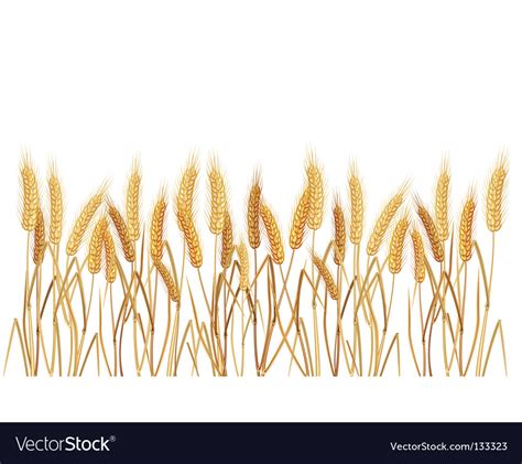 Ears of wheat Royalty Free Vector Image - VectorStock