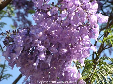 Jacaranda | Jacaranda Mimosifolia | Jacaranda Tree