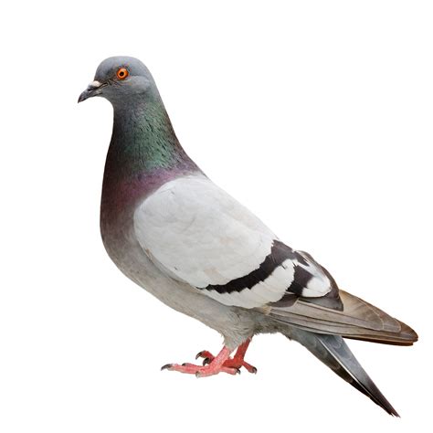 Pigeon definition and meaning | Collins English Dictionary