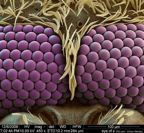 Mosquito Eyes Up Close: Electron Microscope Image Creates Stunning View ...