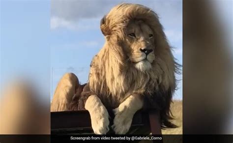 Video Of Lion With Silky Hair Goes Viral, Internet Reacts