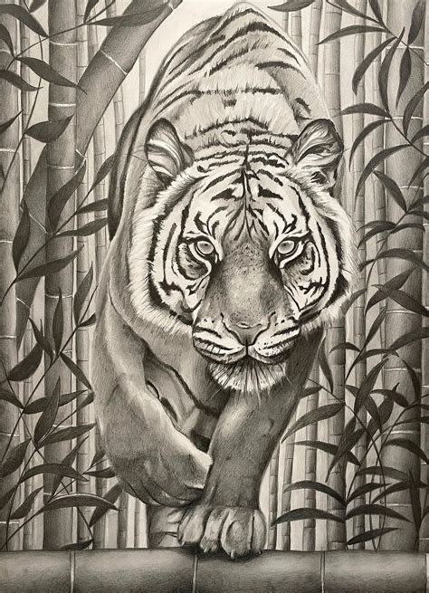 a pencil drawing of a tiger climbing over bamboo