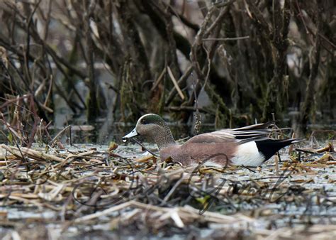 Dan Gomola Wildlife Photography | 2016 Spring Waterfowl Migration Comes to a Close