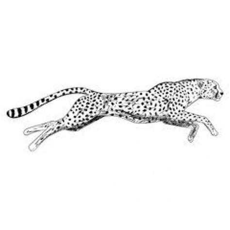 Drawing Of A Cheetah Running