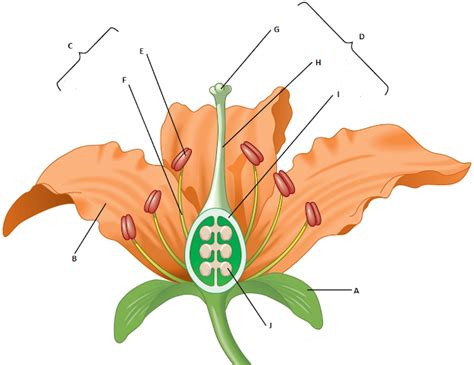 Biology Multiple Choice Quizzes | Diagram of a flower, Parts of a ...