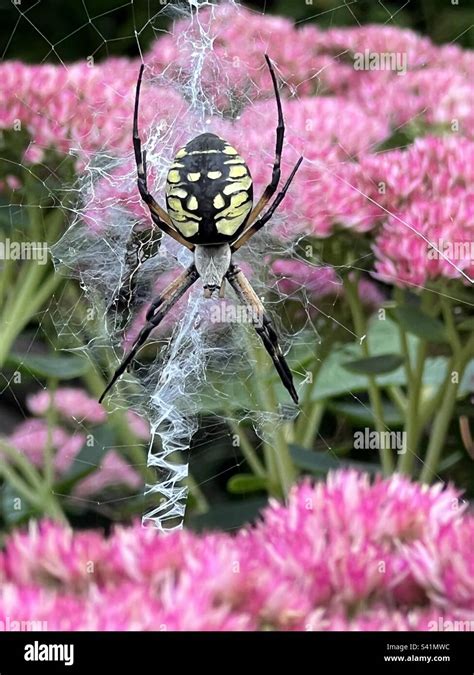 Yellow Garden Spider Stock Photo - Alamy