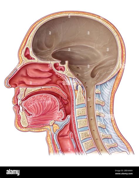 Cavidad craneal, ilustración Fotografía de stock - Alamy