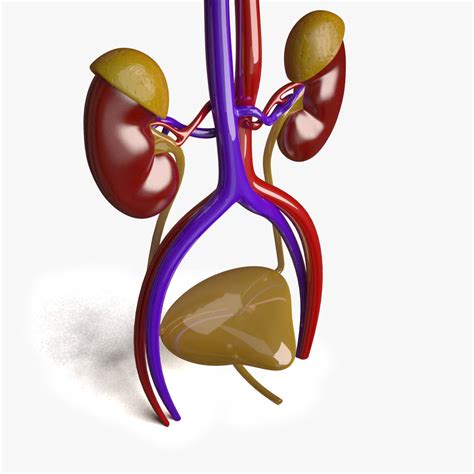 Human Kidney 3D Model - Kezan's Portfolio