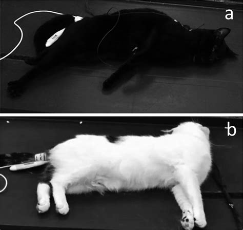 Opisthotonus-like posture observed in cats during the recovery period ...