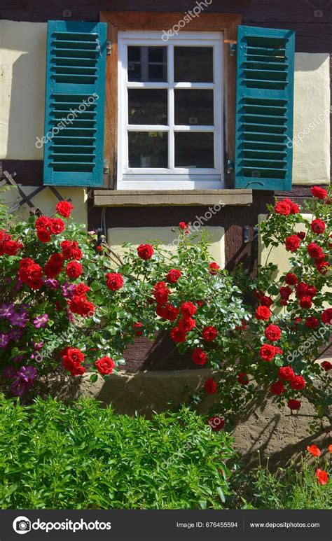 Climbing Roses House Wall Flowering Red Climbing Rose Climbing Roses ...