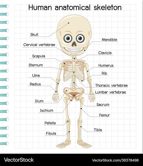 credito Calunnia polmonite skeleton body parts labeled Estroverso ...