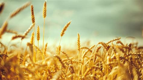 Wheat Fields | Windows Themes