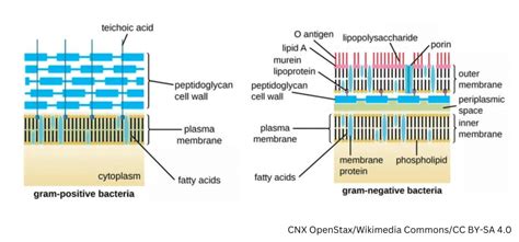 Gram Positive vs Gram Negative Bacteria