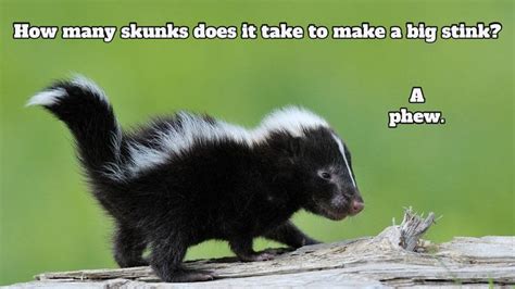 Skunks | Skunk, Funny pictures, Dad jokes