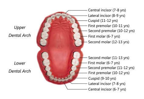 Permanent Teeth Eruption Timetable • SORIdent