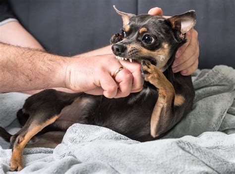 Can A Minor Dog Bite Cause Tetanus: 5 Risks [Stay Safe] – Dr. Numb®