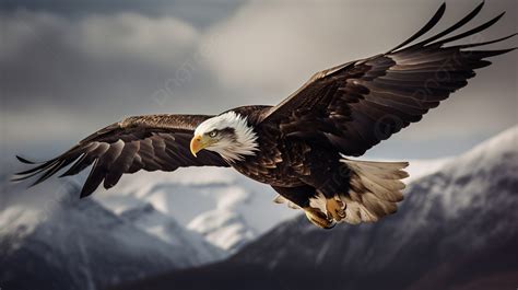 Bald Eagle In Flight In Front Of Mountains Background, Picture Of An Eagle Flying, Eagle, Bird ...