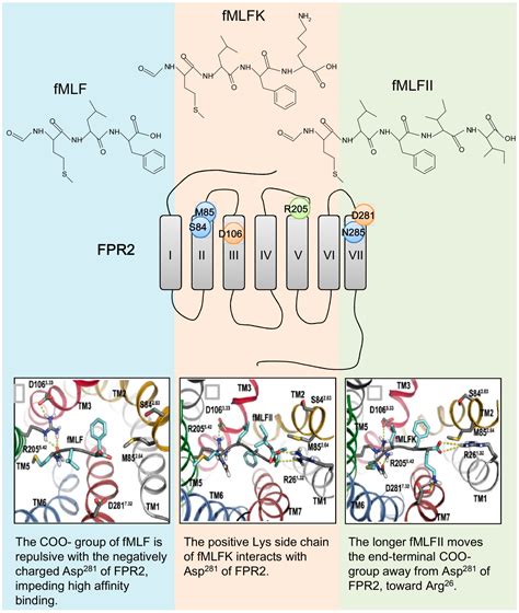 Molecules | Free Full-Text | The Formyl Peptide Receptors: Diversity of ...