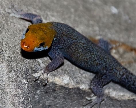 Let's do Some Zoology! - Yellow-headed Gecko (Gonatodes albogularis ...