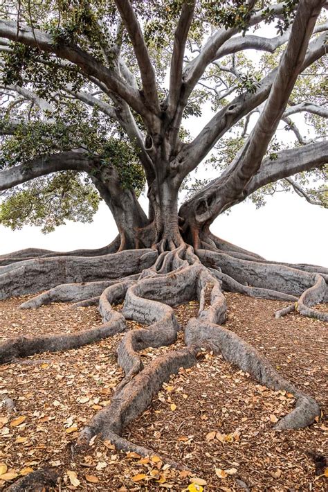 Moreton Bay Fig Tree, Santa Barbara, California | Helen Glazer