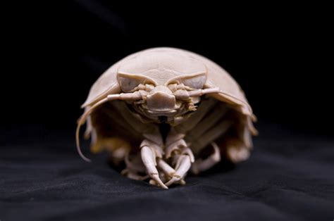 Creatures of the Deep: Giant Isopods | Offshore Supply