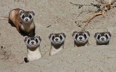 Black-footed Ferret Rediscovery Day - CMZoo