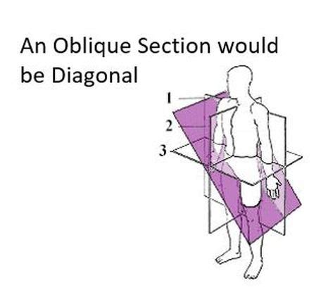 Anatomical Planes - SCIENTIST CINDY