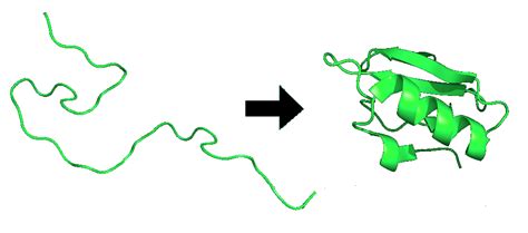 Protein Folding Structure