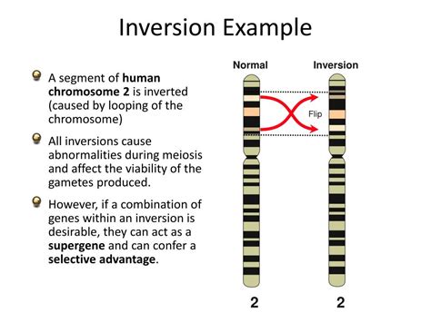 PPT - MUTATIONS PowerPoint Presentation, free download - ID:2201837