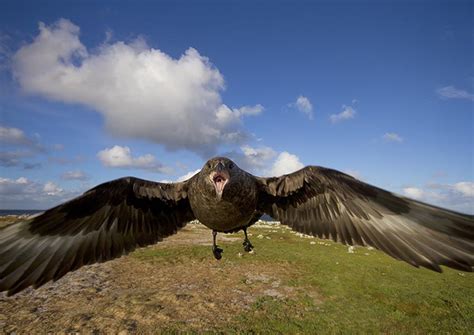 Skua project - ESRG