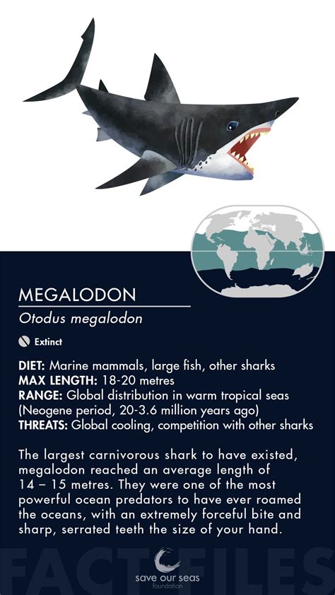 Megalodon - Save Our Seas Foundation