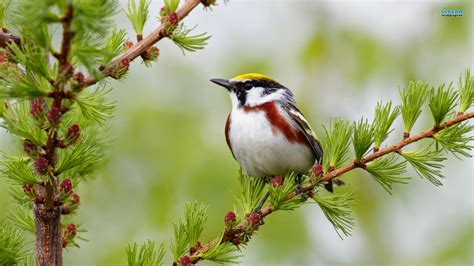 Beautiful Birds wallpapers - HD Wallpapers - High Quality Wallpapers