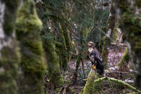 Fraser Valley Wildlife - Fraser Valley Local