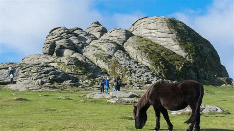 Dartmoor National Park: England's Wildlife Diversity - Metro Wilds