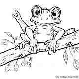 Tree Frog Coloring Pages  Free & Printable sketch template