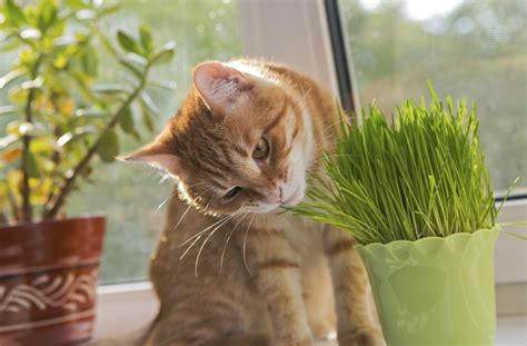 Why Does My Indoor Cat Keep Eating My Plants? | Animals - mom.me