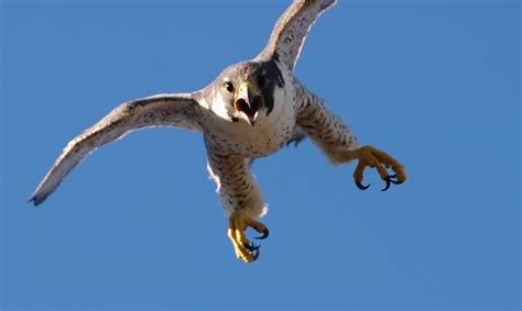 Peregrine Falcon: Fastest Creature On Earth • Lazer Horse