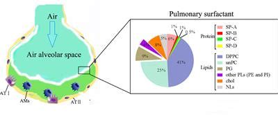 Frontiers | Potential Therapeutic Applications of Pulmonary Surfactant Lipids in the Host ...