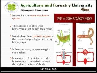 Circulatory system of insects | PPT