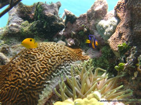 Puerto Morelos "Snorkeling Tours" | Puerto morelos, Parques nacionales, Parques