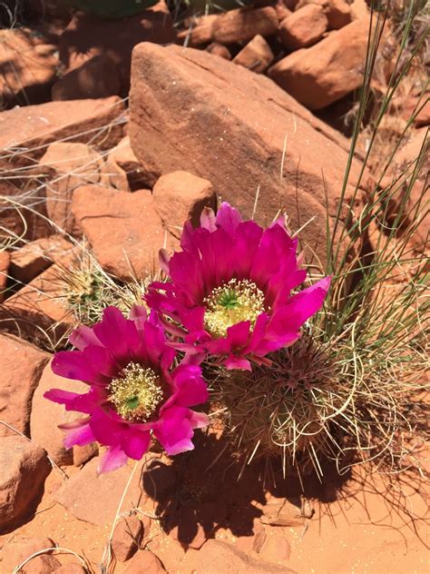 Free Images : cactus, desert, flower, petal, bloom, soil, botany, flora, red rock, wildflower ...