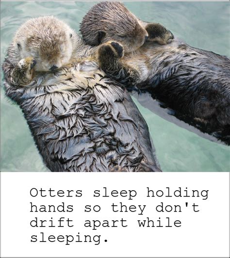 Otters sleep holding hands so they dont drift apart while sleeping. / funny pictures / funny ...